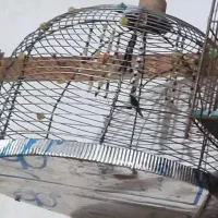 قفس پرنده