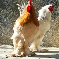 تخم مرغ نطفه دار برهما و محلی و لاری اصیل