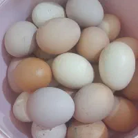 تخم مرغ
