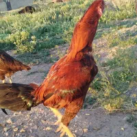 مرغ وخروس لاری