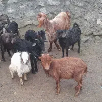 ۱۰ عدد بزغاله داشتی