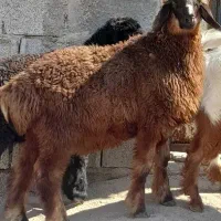 ۴راس بره و ۱راس کهره