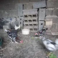 نیمچه گلین خروس