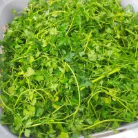 سبزیجات|خوردنی و آشامیدنی|خزل, |دیوار