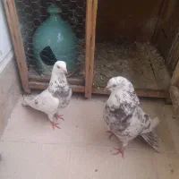 یجفت نروماده باجوجه