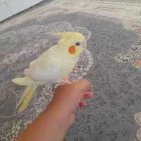سلام