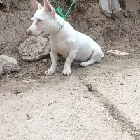 سگ پا کوتاه خوشگل و بازیگوش