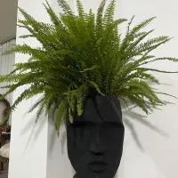 گل سرخس با گلدان صورت