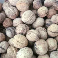 گردو کلی و جزئی