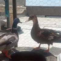 اردک|پرنده|زنجان, |دیوار