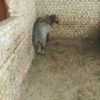 فروش بره نر