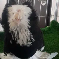 کبوتر بخارا