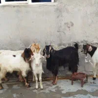 کهره ماده چاق جوخورده