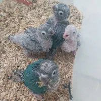 جوجه گرینچیک تراکوییس آبی