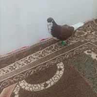 کفتر سالم چپ