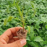 استخدام نیرو کار گلخانه