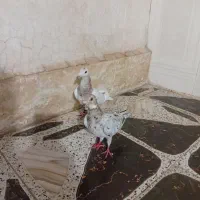 سرور و کله هما جوانه قیچی