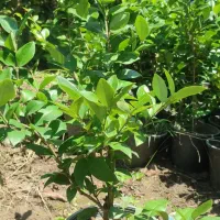 یاس هلندی.شمشاد.یوکا