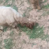 چهار عدد میش و بره