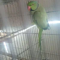 ملنگو نر دستی