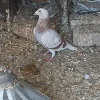 المانی و رنگه پرشی