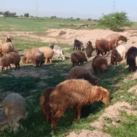 بره و گوسفند