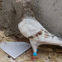 کبوتر سرور شکلاتی نر