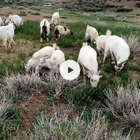 تعداد 150راس بز.نری .کهر .گیسه.