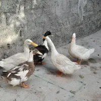 اردک