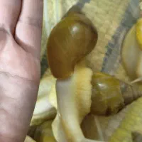 حلزون|خزنده|قم, نوقطار|دیوار