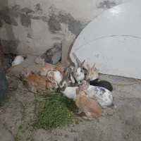 کرگوشکک نر وماده