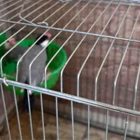 عروس هلندی فنچ با جوجه