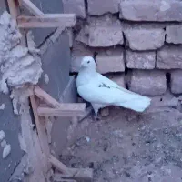 پرشی