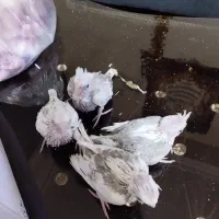 چهارتاجوجه عروس هلندی مجیدیه جنوبی