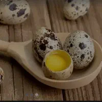 بلدرچین مرغ و خروس اردک لاری دستگاه دارم