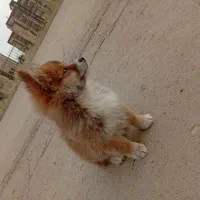 توله سگ پامر اشپیتز