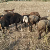 با سلام به دوستان عزیز قوچ بروجرد به فروش میرسد