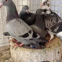 کبوتر جوجه المانی جان اردن پلاکی مسافتی