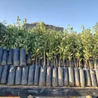 ارزان سرای انواع نهال و گل گیاه