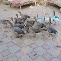 ۱۶ عدد قاز تخم گذار به فروش میرسد