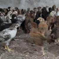 جوجه گلپایگانی 25 روزه