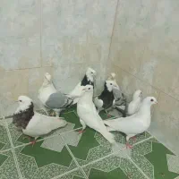 پلاکی|پرنده|بهبهان, |دیوار