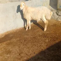 بره قوچ مغانی