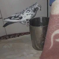 کفتر سوسکی