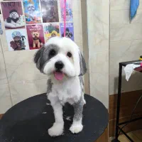 سگ اصلاح