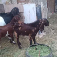 پاکستانی بز ۳قلو دار بی شاخ با ۳تا بزغاله