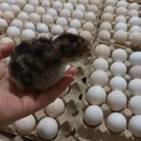 تخم بوقلمون نطفه دار
