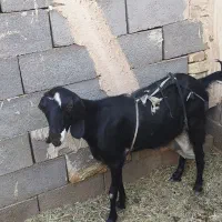 بز آبستن