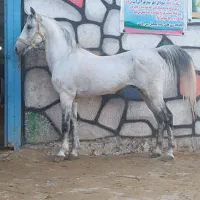 نریان ۶دونگ سواری دار