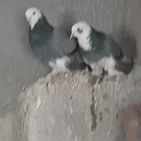 کبوتر شازده